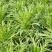 苦荬菜种子养鹅牧草草籽鱼猪鸡鸭鹅苦麻菜苦麦菜苦买菜苦荬菜