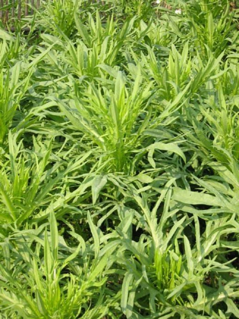 苦荬菜种子养鹅牧草草籽鱼猪鸡鸭鹅苦麻菜苦麦菜苦买菜苦荬菜