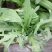 苦荬菜种子养鹅牧草草籽鱼猪鸡鸭鹅苦麻菜苦麦菜苦买菜苦荬菜