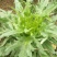 苦荬菜种子养鹅牧草草籽鱼猪鸡鸭鹅苦麻菜苦麦菜苦买菜苦荬菜