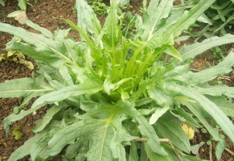 苦荬菜种子养鹅牧草草籽鱼猪鸡鸭鹅苦麻菜苦麦菜苦买菜苦荬菜