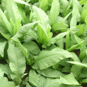 苦荬菜种子养鹅牧草草籽鱼猪鸡鸭鹅苦麻菜苦麦菜苦买菜苦荬菜