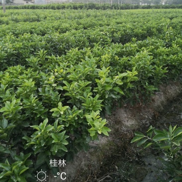 优质柑橘苗东方红橘东方红桔美国糖橘世纪红美国糖桔