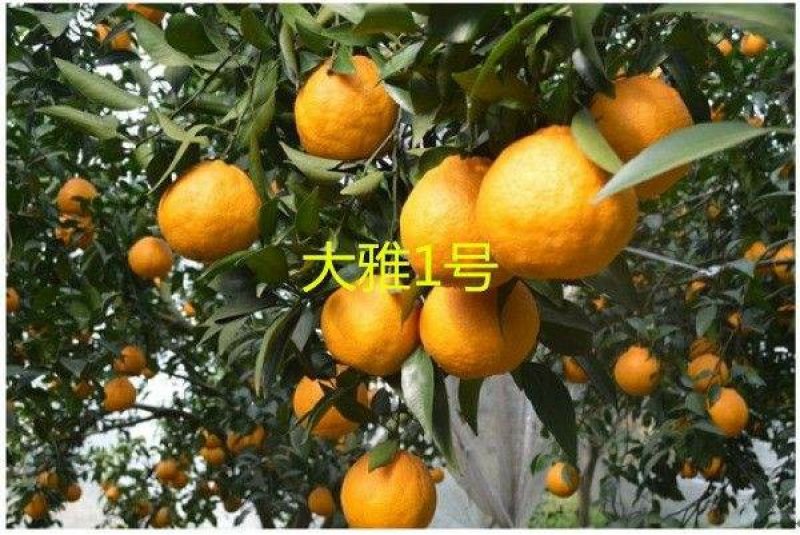 春见苗大雅柑苗粗度0.7～1.5cm