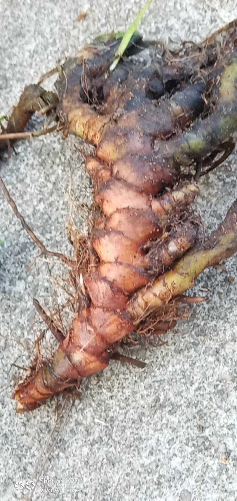 种苗