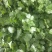 大叶香菜本地优质大叶香菜