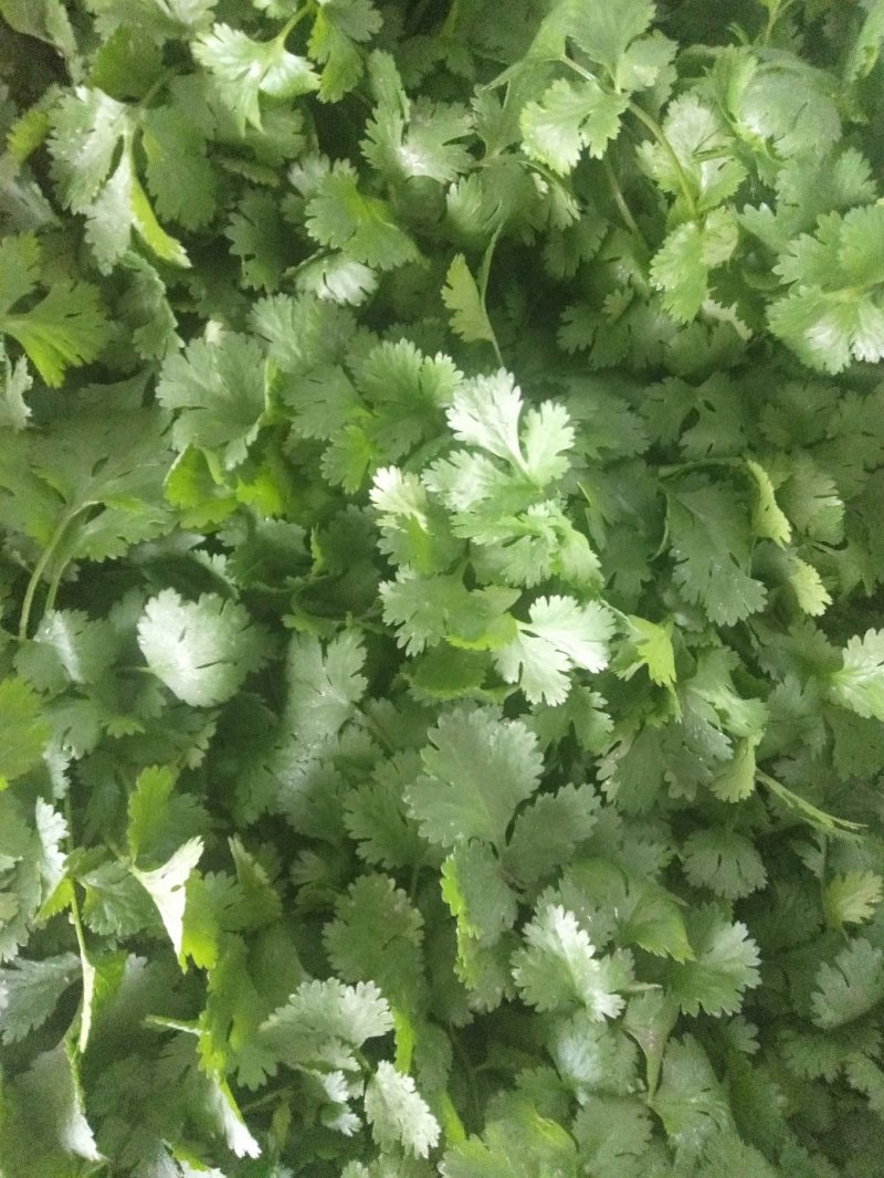 大叶香菜本地优质大叶香菜