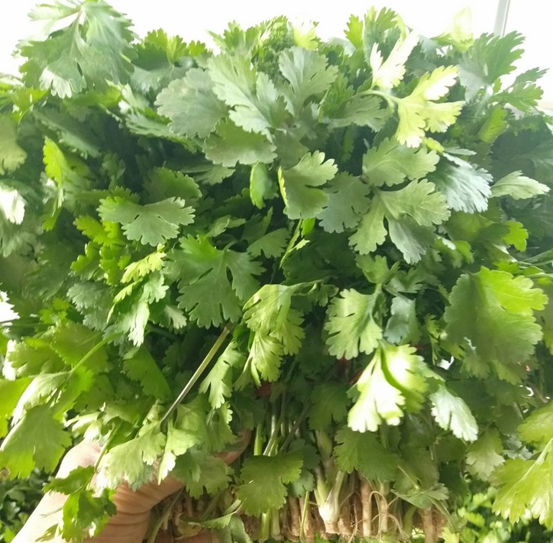 大叶香菜本地优质大叶香菜