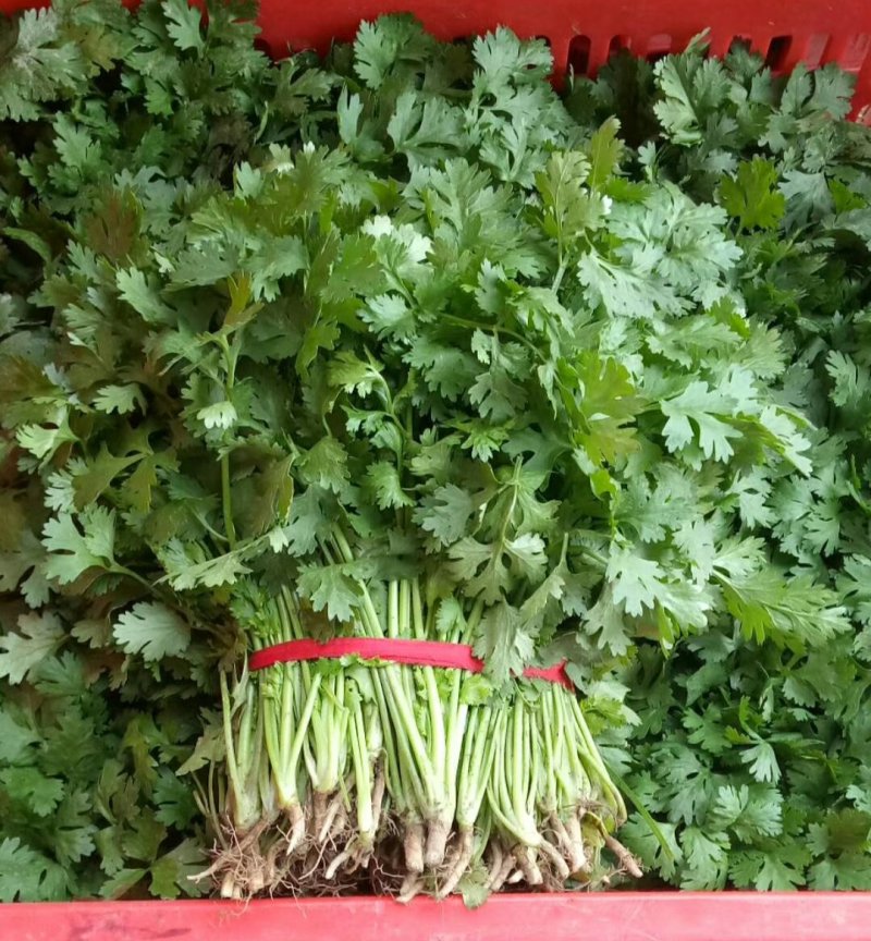 大叶香菜本地优质大叶香菜