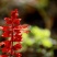 一串红种子四季播种庭院易活花卉矮一串红四季易种花籽耐寒