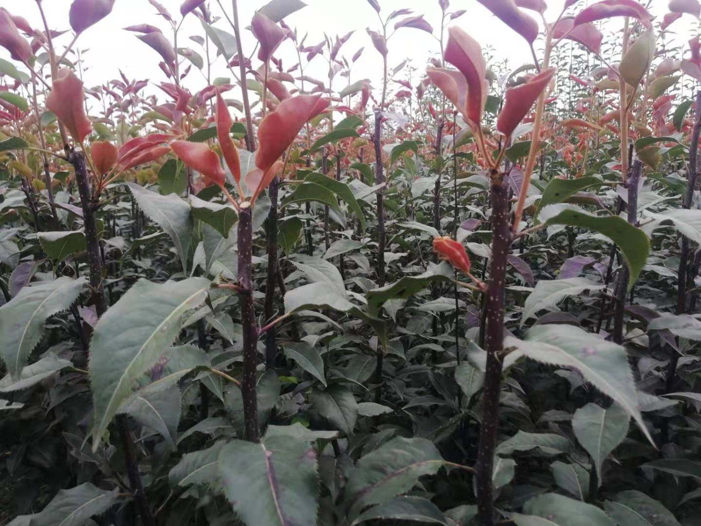 酥梨主要品种对比图