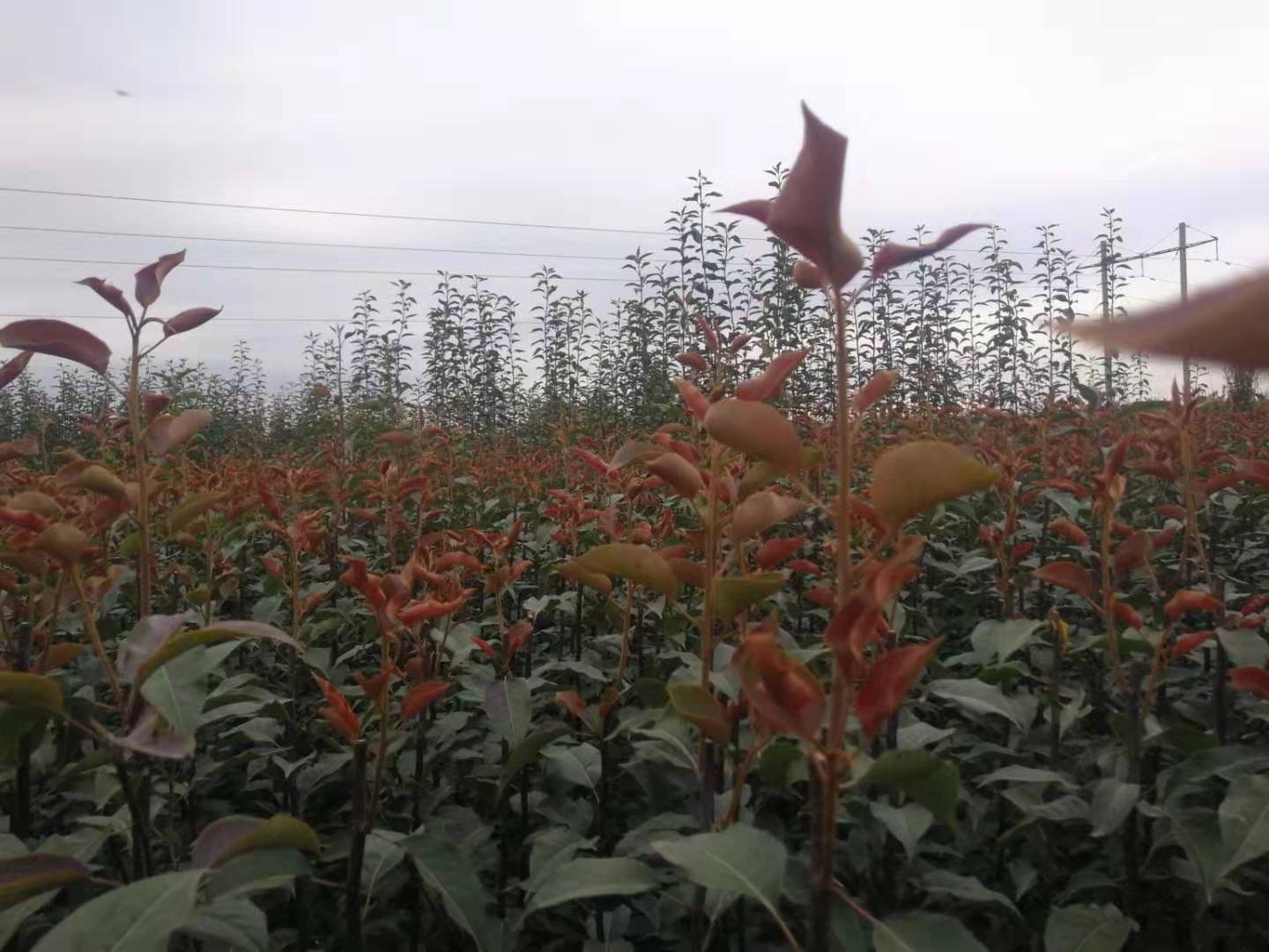 木瓜果园中整齐排列的果树,高度控制在2-3米之间,便于管理和采摘 木瓜果园中整齐排列的果树