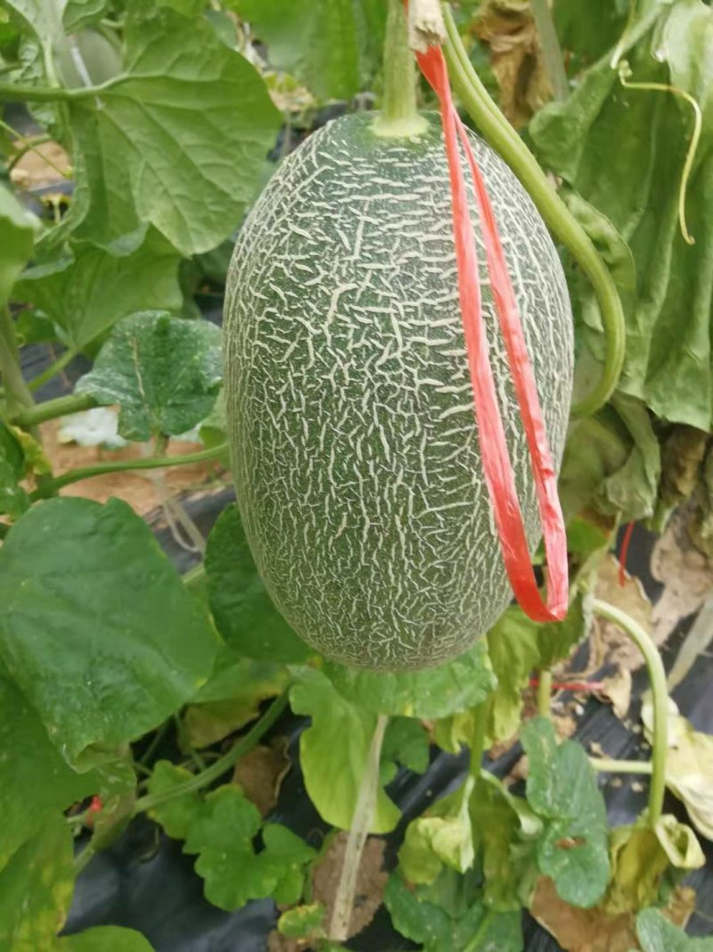 西州蜜25