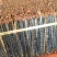 包邮包含量蜈蚣湖北红头蜈蚣无接条无断支