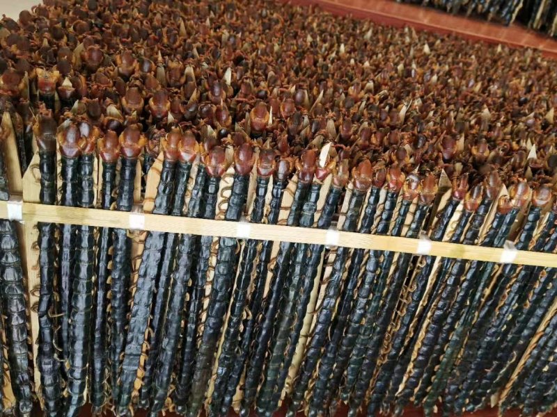 包邮包含量蜈蚣湖北红头蜈蚣无接条无断支