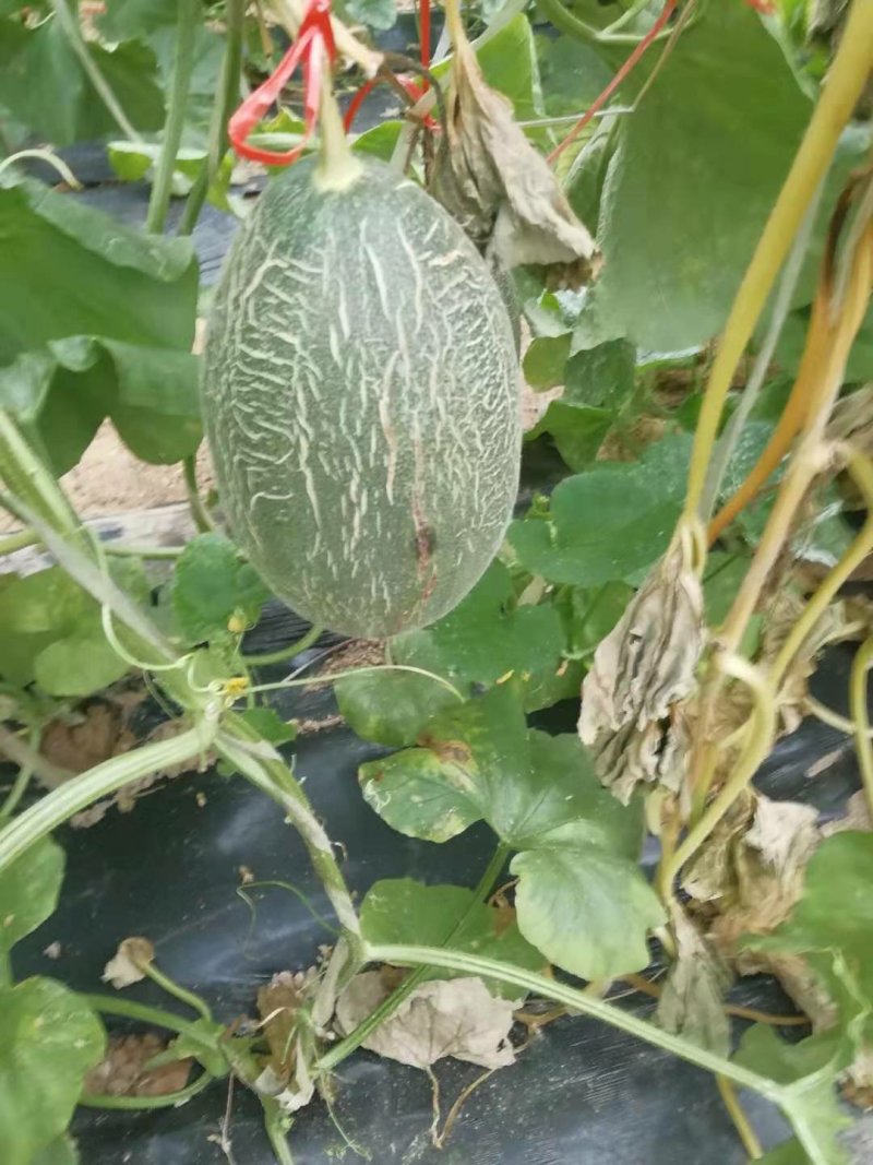 西州蜜25号下捡