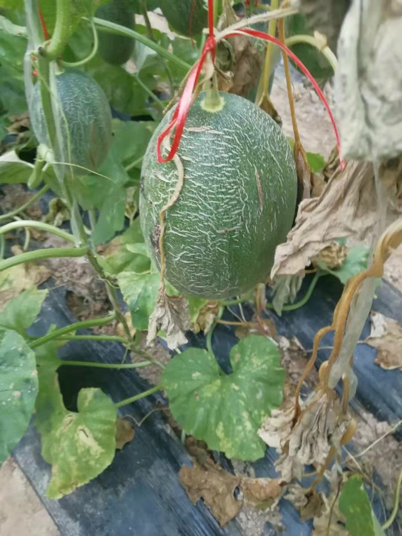 西州蜜25号下捡