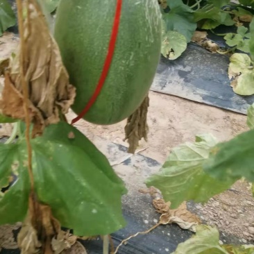西州蜜25号下捡