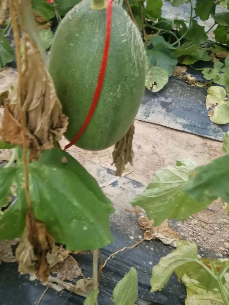西州蜜25号下捡