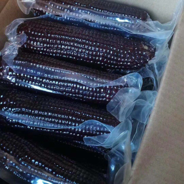 蔬品荟-黑甜糯玉米