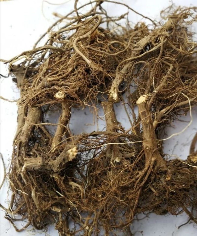 艾根，道地药材，质优价实，品质保证，药典标准，产地广西