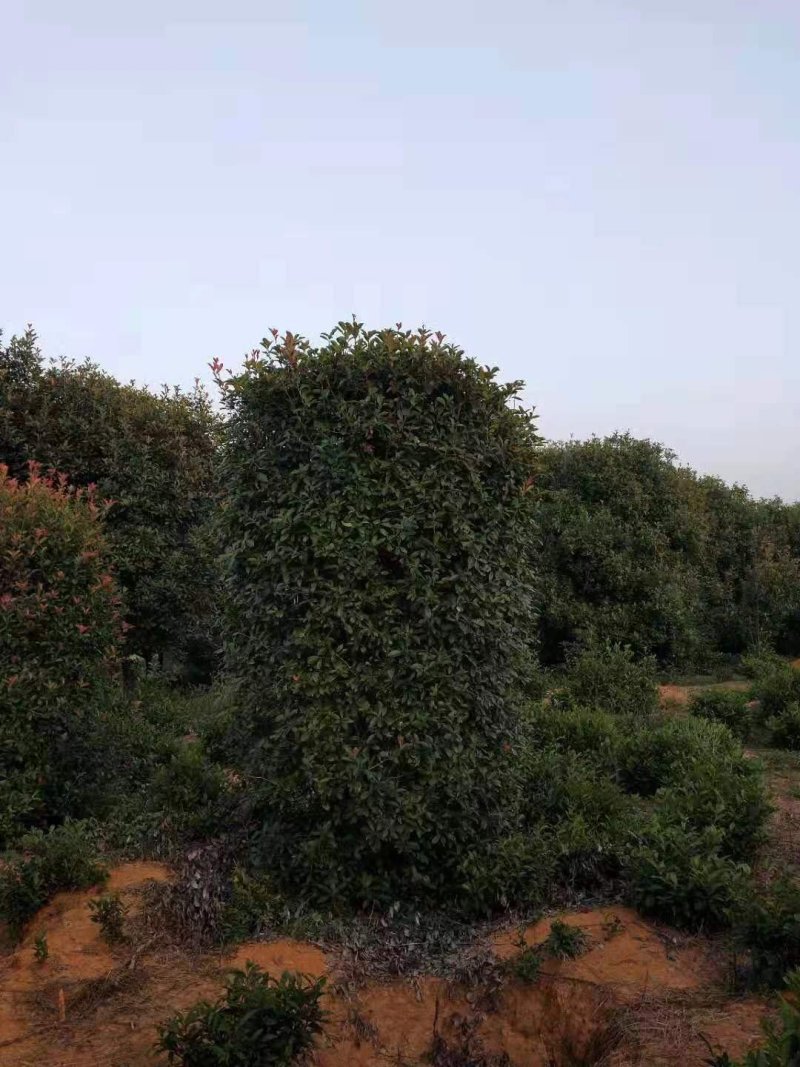 南京大型精品红叶石楠柱基地，价格优惠