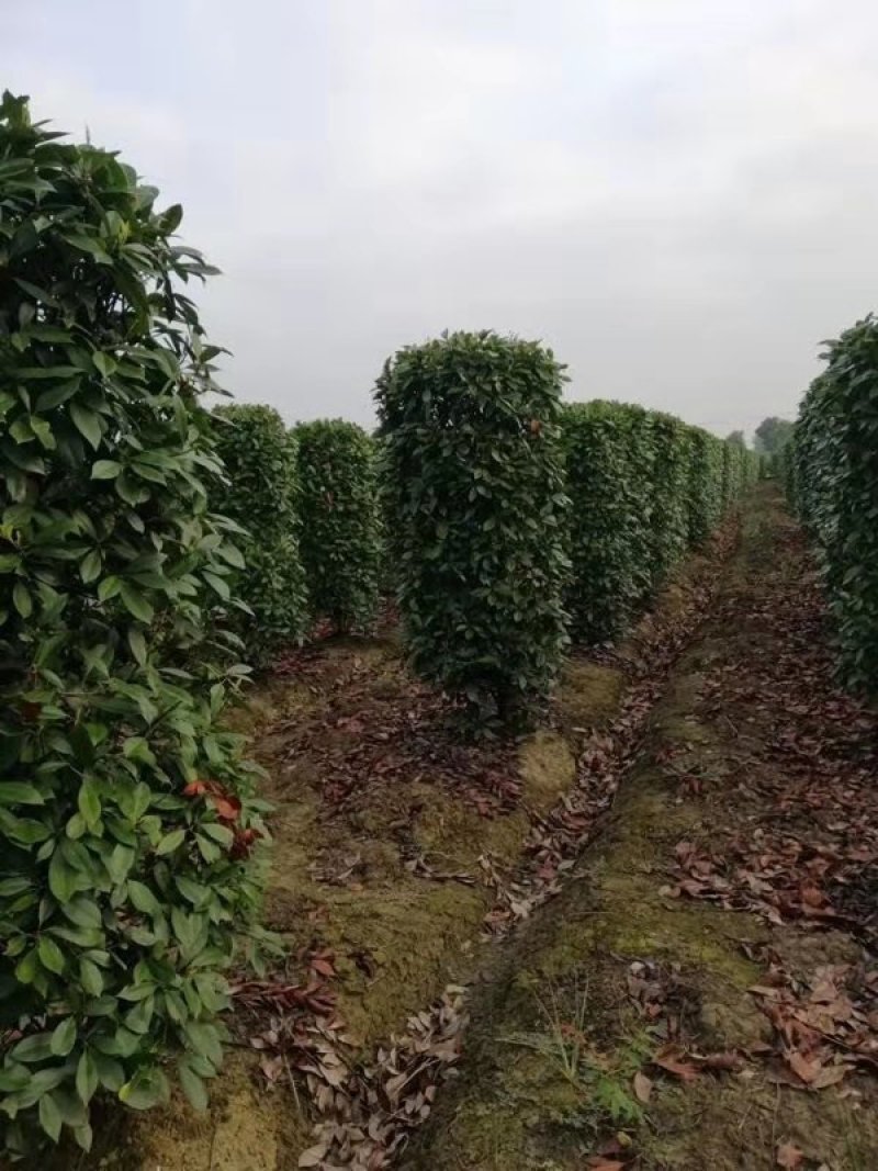 南京大型精品红叶石楠柱基地，价格优惠