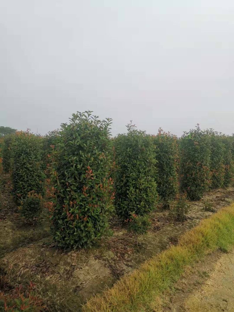 南京大型精品红叶石楠柱基地，价格优惠