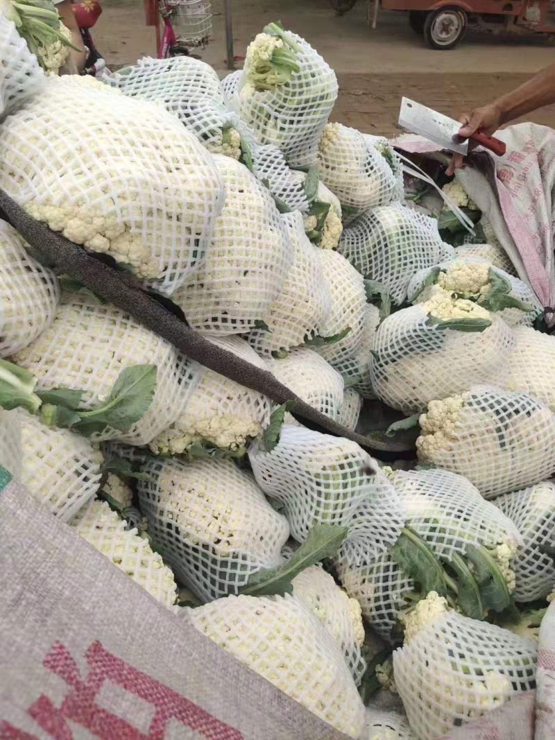 青梗有机花菜,松花菜量大，产地直发，对接全国