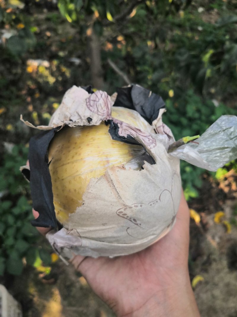 黄金梨