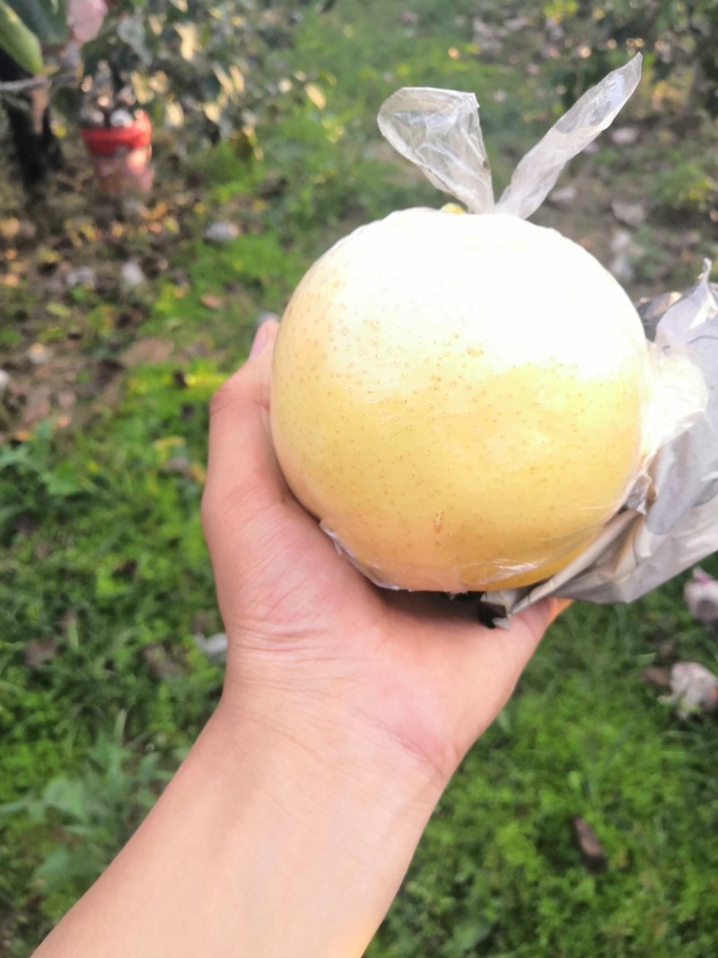 黄金梨