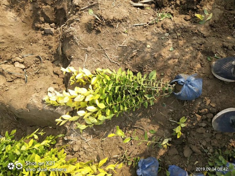 金叶女贞小苗价格绿曦苗圃金叶女贞基地，河北金叶女贞