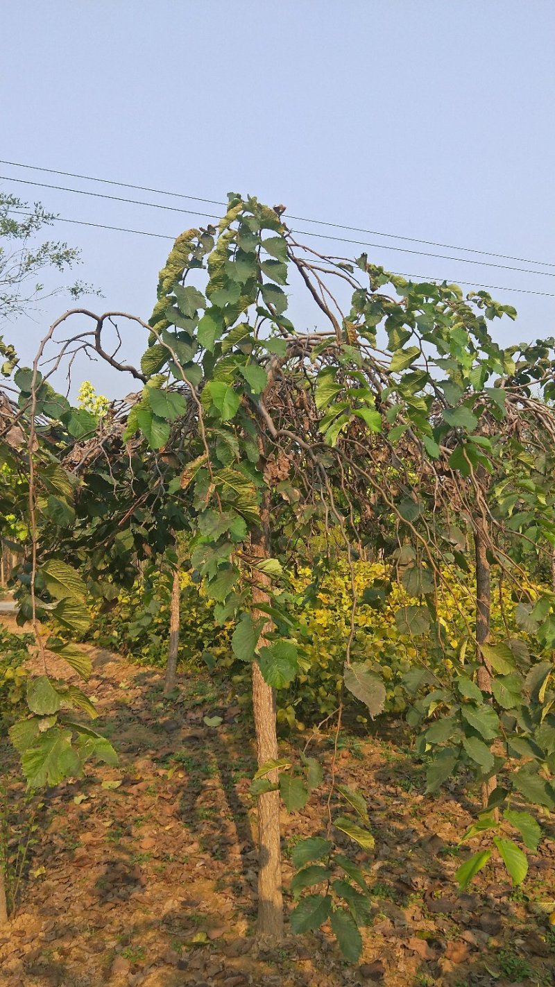 大叶垂榆河北大叶垂榆基地绿曦苗圃垂榆基地