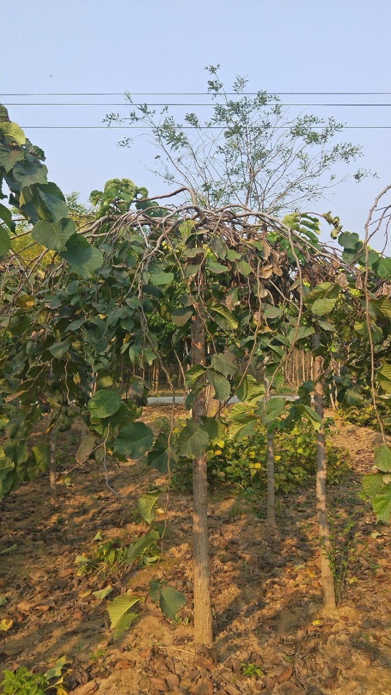 大叶垂榆河北大叶垂榆基地绿曦苗圃垂榆基地