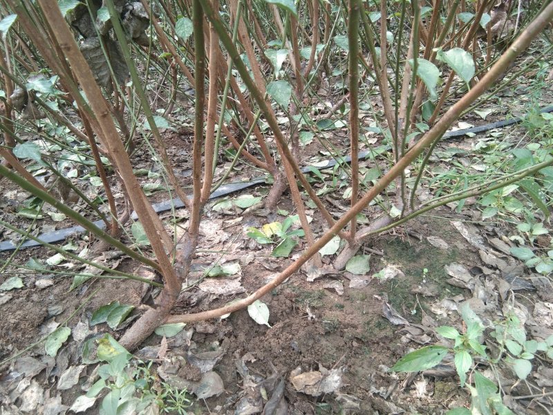 梅花苗，红梅，绿梅，朱砂，游龙梅，黄香梅，基地直销自家苗