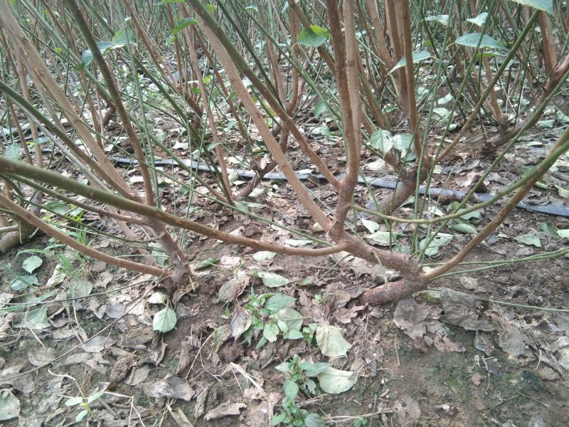 梅花苗，红梅，绿梅，朱砂，游龙梅，黄香梅，基地直销自家苗