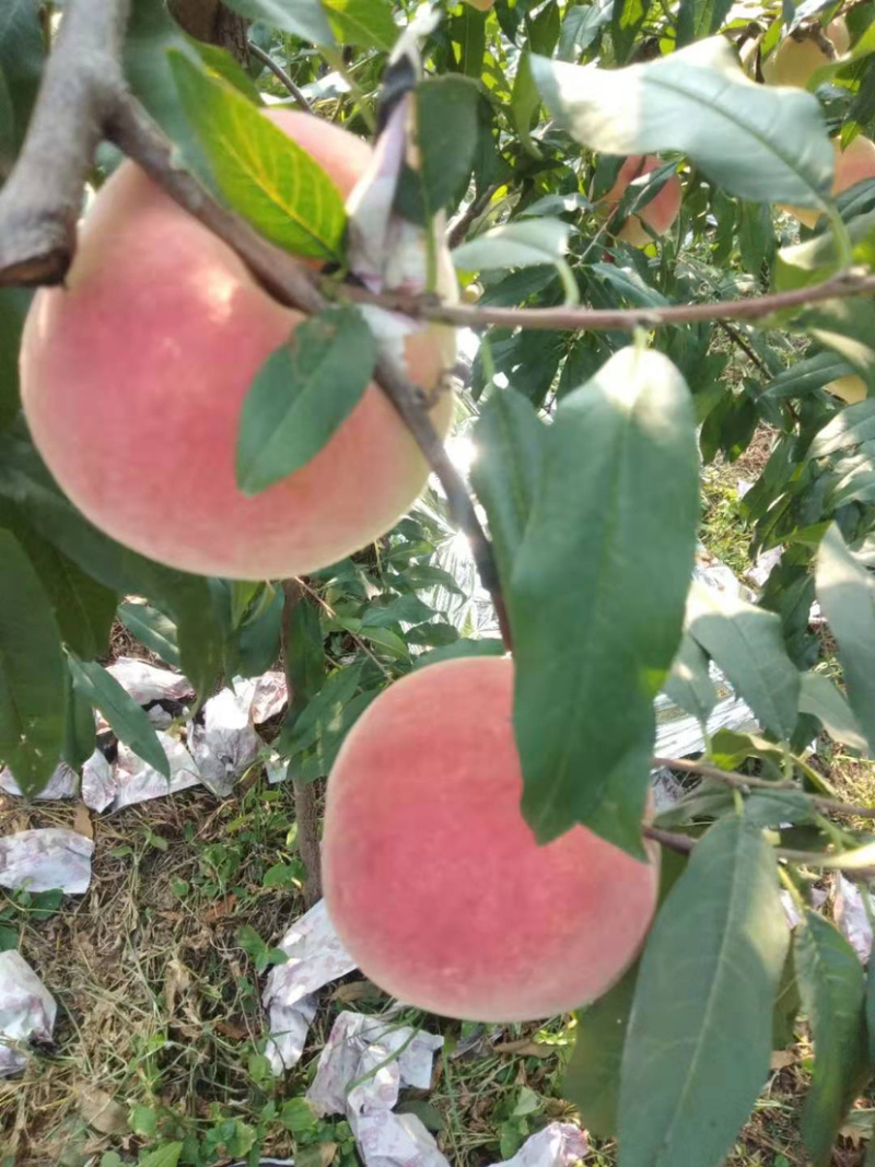 中华寿桃