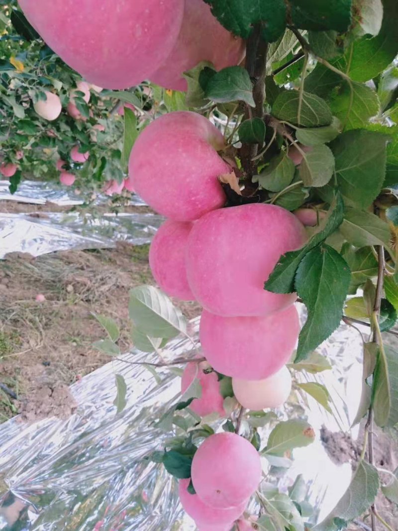 精品套袋红富士冰糖心-脆甜可口产地直发一件代发