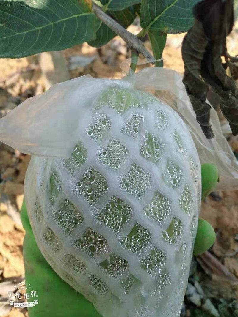 广东省惠州市惠阳区镇隆，原生态种植的西瓜芭乐红心番石榴