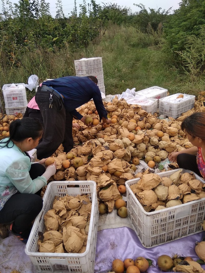 晚秋黄梨圆黄梨沙梨丰水梨产地直发量大价优，欢迎来电