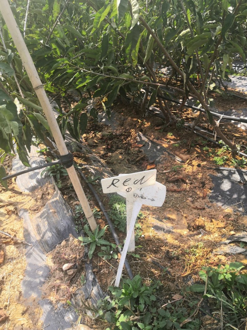 车厘子树苗价格，车厘子树苗规格全，结果早视频看货