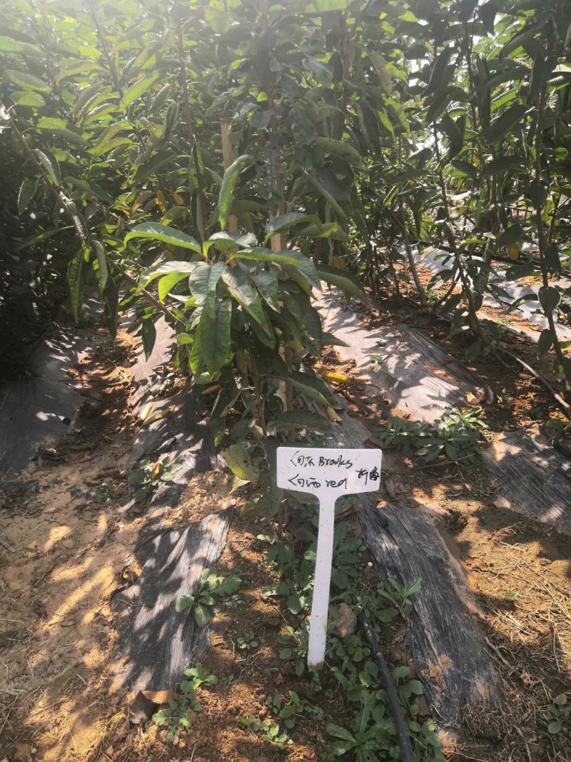 车厘子树苗价格，车厘子树苗规格全，结果早视频看货
