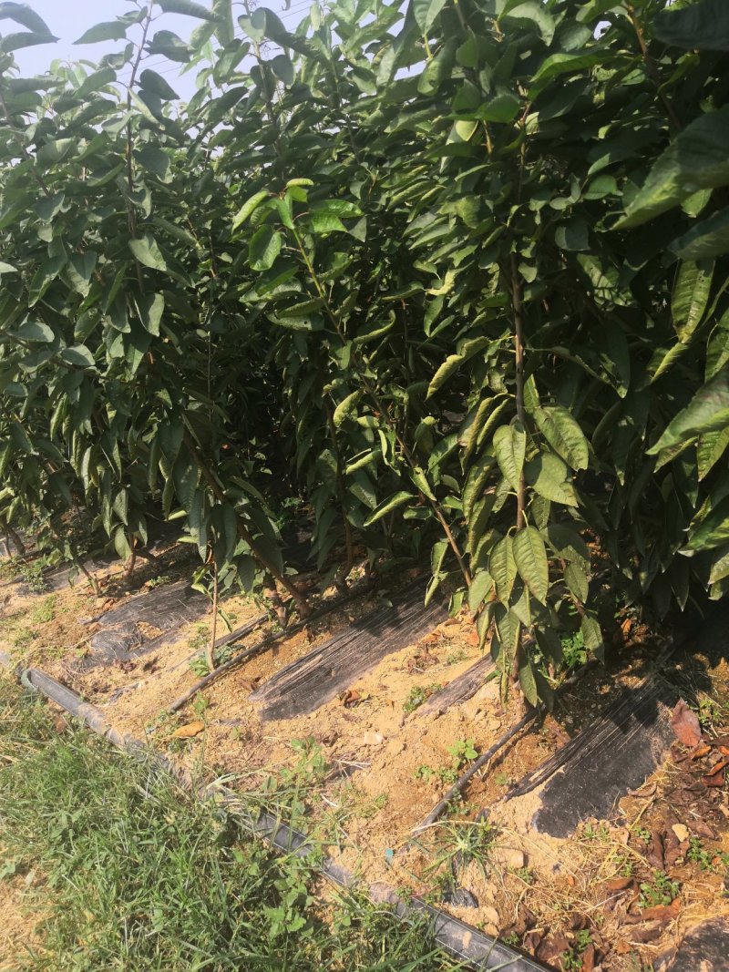 车厘子树苗价格，车厘子树苗规格全，结果早视频看货