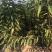 车厘子树苗价格，车厘子树苗规格全，结果早视频看货