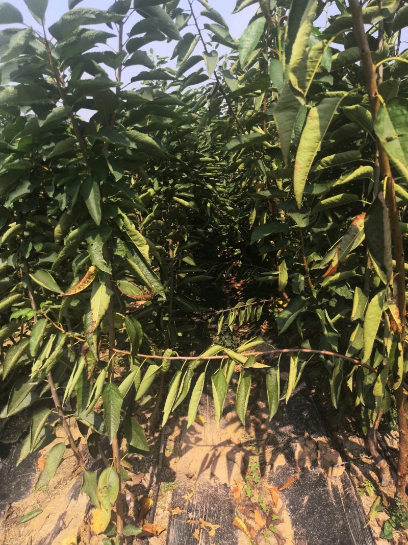 车厘子树苗价格，车厘子树苗规格全，结果早视频看货