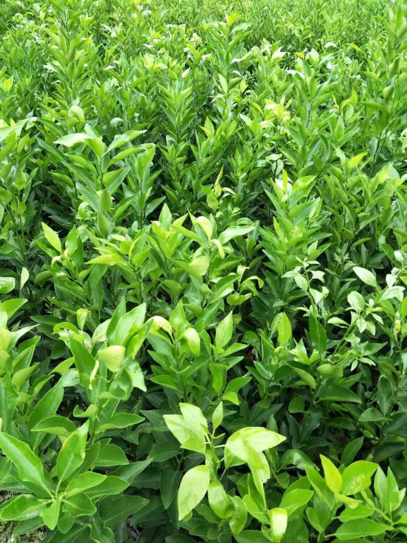 大量出售自家苗圃种植各种柑橘苗，品质保证，量大从优