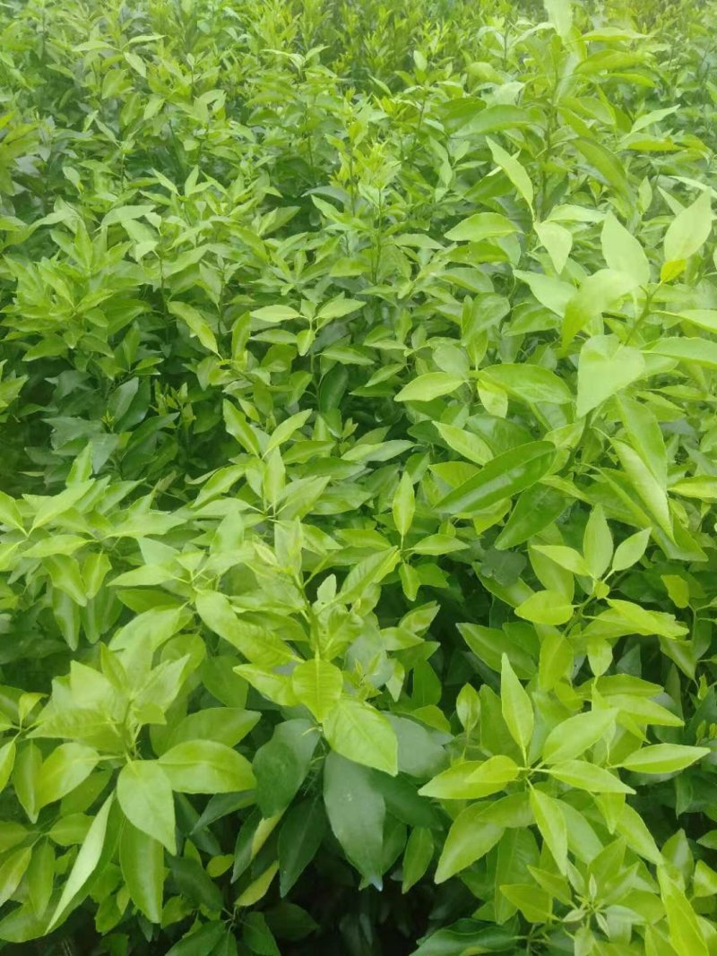 大量出售自家苗圃种植各种柑橘苗，品质保证，量大从优