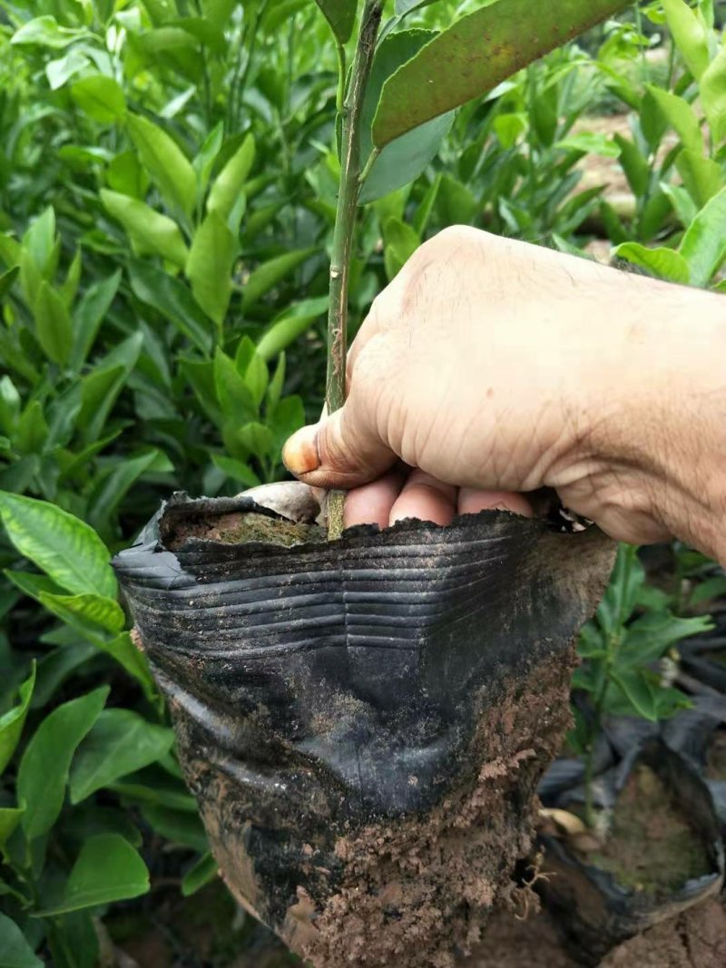 大量出售自家苗圃种植各种柑橘苗，品质保证，量大从优
