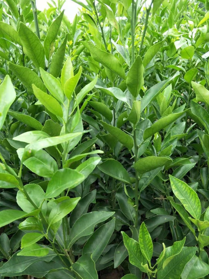 大量出售自家苗圃种植各种柑橘苗，品质保证，量大从优