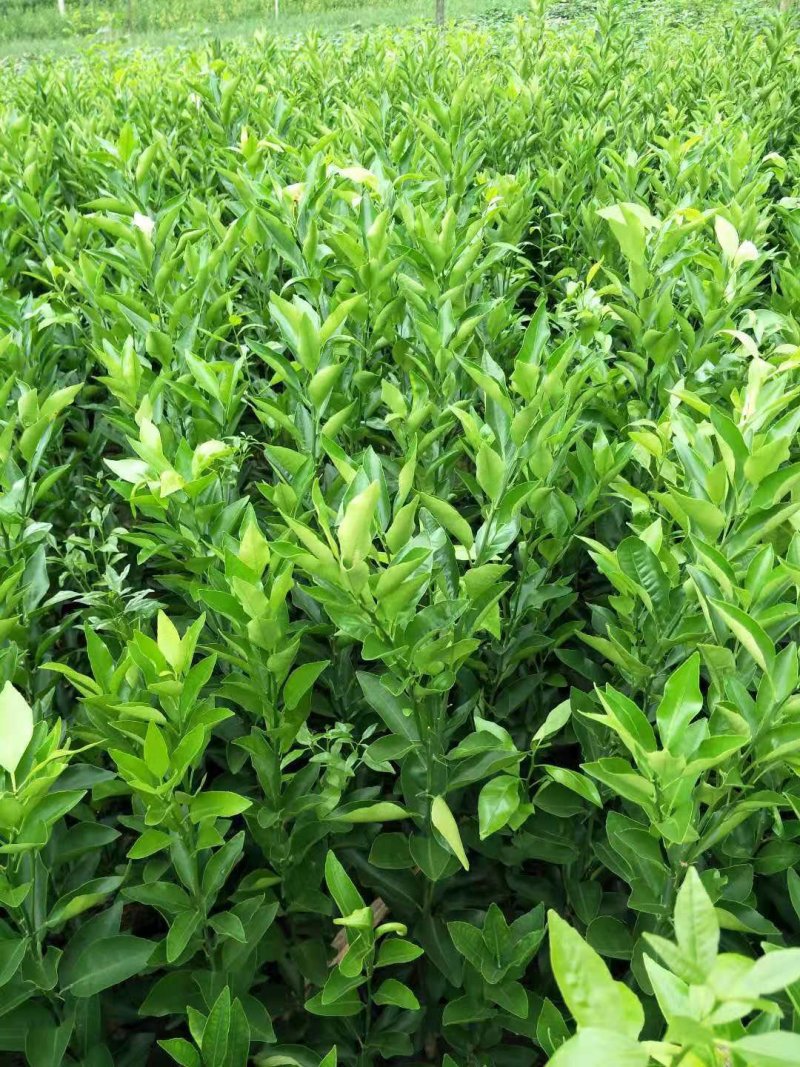 大量出售自家苗圃种植各种柑橘苗，品质保证，量大从优